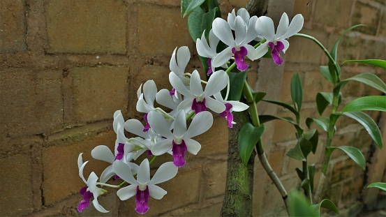 Indonesian tropical orchid flowers adorn the brick wall of the house fence