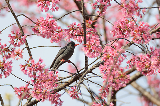 Closed up bulbul bird, adult Black bulbul, also known as Himalayan black bulbul or Asian black bulbul, uprisen angle view, side shot, in the morning perching on twig of the Cherry blossom tree which full of pink flowers, in nature of tropical moist montne forest, national park in high mountain, northern Thailand.