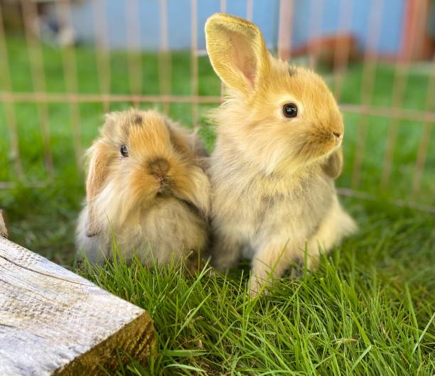 istock Baby Bunnies In Springtime 1474274970