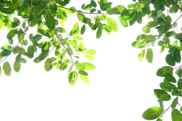 istock World environment day.Green leaves on a white background 1474276006