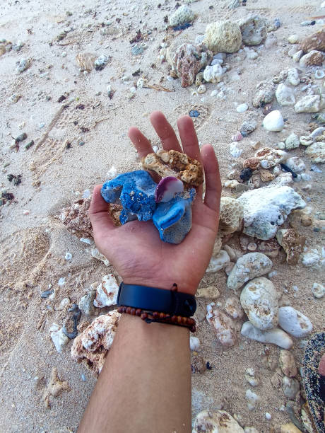 istock Holding coral fragments on the beach. 1474278655