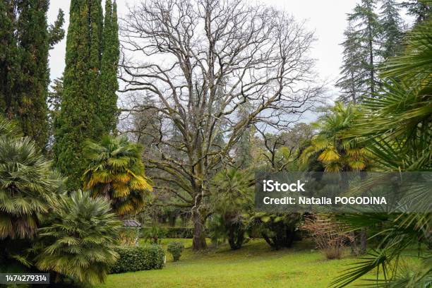 Southern Tropical Park Arboretum In Sochi In Spring Stock Photo - Download Image Now