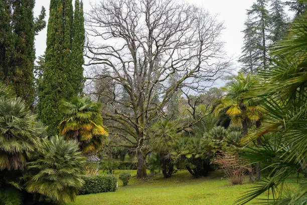 Photo of Southern Tropical Park. Arboretum in Sochi in spring