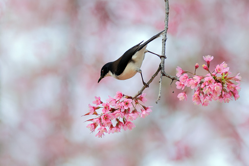 Beautiful tibia bird, adult Dark-backed sibia, uprisen angle view, side shot, foraging on twig with full of pink flowers of Cherry blossom tree in nature of tropical moist montane forest, national park in high mountain, northern Thailand.