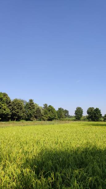 istock Rice field in Khonkaen 3 1474280473