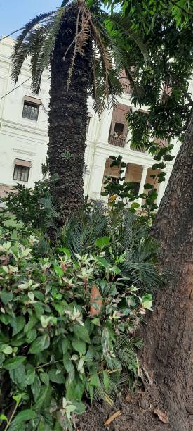les feuilles fleuries et les arbres verts royaux dans le palais holker à lal bagh indore - lal bagh photos et images de collection