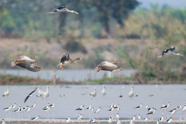 istock Duck bird : adult Greater white-fronted goose (Anser albifrons). 1474280673
