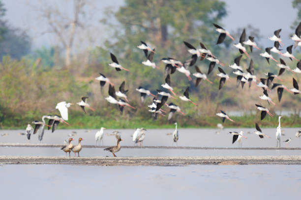 istock Duck bird : adult Greater white-fronted goose (Anser albifrons). 1474280674