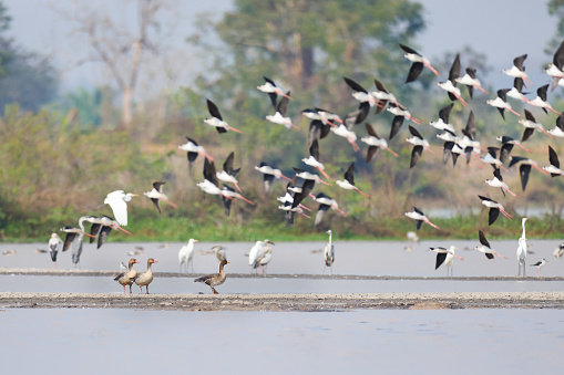 Beautiful a flock of water bird, adult Greater white-fronted goose and another water birds, low angle view, front shot, resting in the morning on the shoal in middle of the largest freshwater swamp and lake in central Thailand.