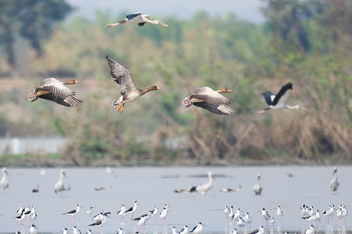 Beautiful a flock of water bird, adult Greater white-fronted goose and another water birds, low angle view, side shot, spread wings and flying  in the morning under the clear sky over the largest freshwater swamp and lake in central Thailand.