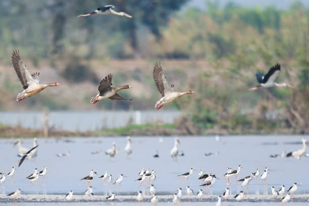 istock Duck bird : adult Greater white-fronted goose (Anser albifrons). 1474280684