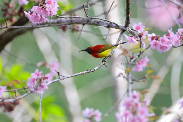 Beautiful small sunbird, adult Mrs. Gould's sunbird, uprisen angle view, side shot, foraging on pink flower of the Cherry blossom tree in nature of tropical moist montane forest, national park in high mountain, northern Thailand.