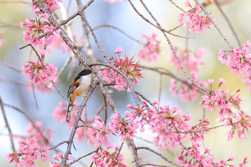 Beautiful barking bird, adult Rufous-backed sibia,
uprisen angle view, side shot, perching on the twig and foraging on the pink flower of Cherry blossom tree in nature of tropical moist montane forest, national park in high mountain, northern Thailand.