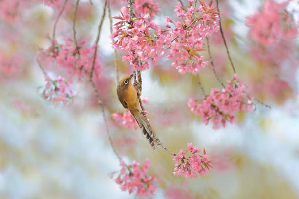 istock Barwing bird : adult Spectacled barwing (Actinodura ramsayi). 1474281629