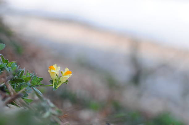 istock korea wild plant flower 1474282562