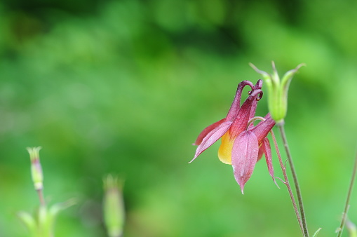 all these photos are korea wild plants. most of these flower is taken using macro.