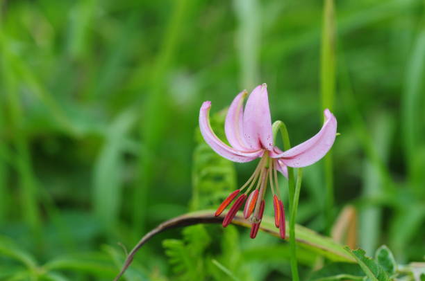 istock korea wild plant flower 1474282599
