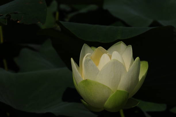 istock korea wild plant flower 1474282618