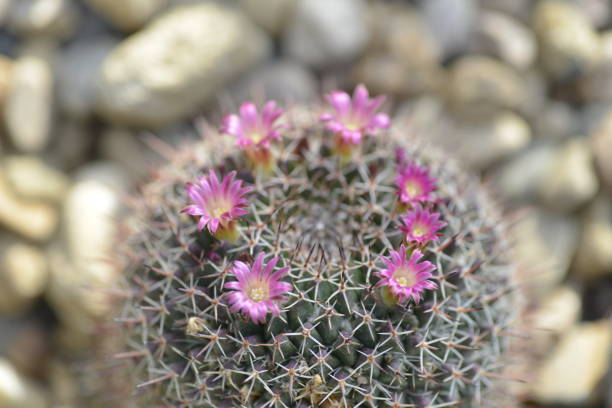 istock korea wild plant flower 1474283685