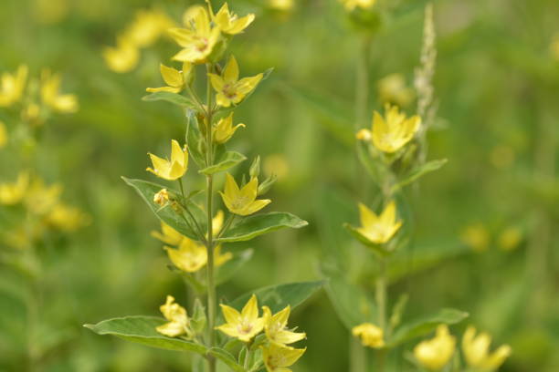 istock korea wild plant flower 1474283796
