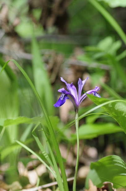 istock korea wild plant flower 1474284057
