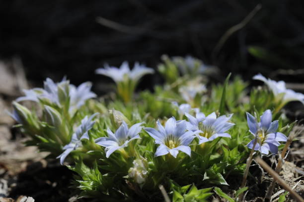 istock korea wild plant flower 1474285731