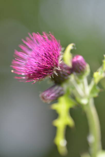 istock korea wild plant flower 1474285849