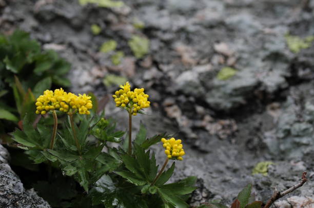 istock korea wild plant flower 1474286665