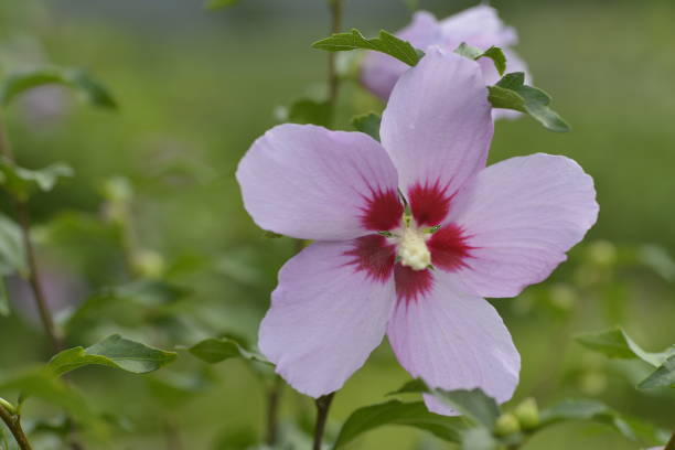 istock korea wild plant flower 1474286753