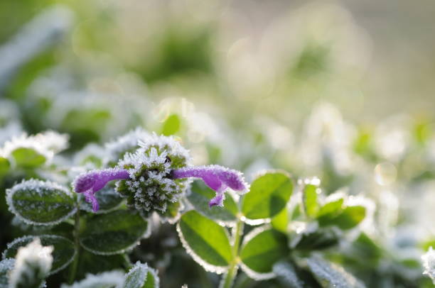 all these photos are korea wild plants. most of these flower is taken using macro.