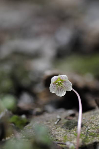 istock korea wild plant flower 1474286795