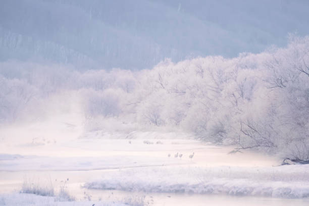 Flock of red crowned crane roosting in the river bed early morning during snow fall and mystic environment Flock of red crowned crane roosting in the river bed early morning during snow fall and mystic environment japanese crane stock pictures, royalty-free photos & images