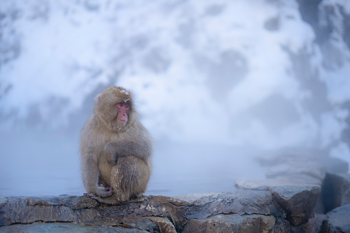 Portrait of baby Japanese macaque in hot water spring at Nagano snow monkey park