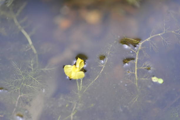 all these photos are korea wild plants. most of these flower is taken using macro.