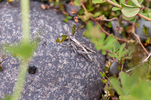 Close-up of a grasshopper on a rock