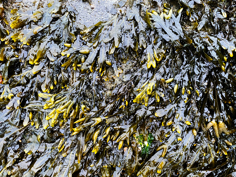 Green and red algae on stones during a strong ebb (water surge) in the Black Sea