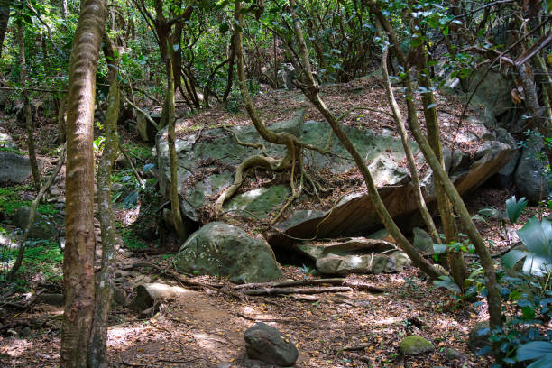 Anse major nature trail,huge granite rock, Mahe Seychelles