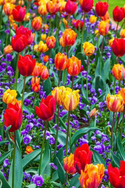 istock Blooming tulips in a flower bed 1474293771