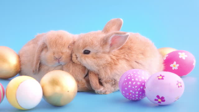 Little rabbit with easter eggs on blue background screen