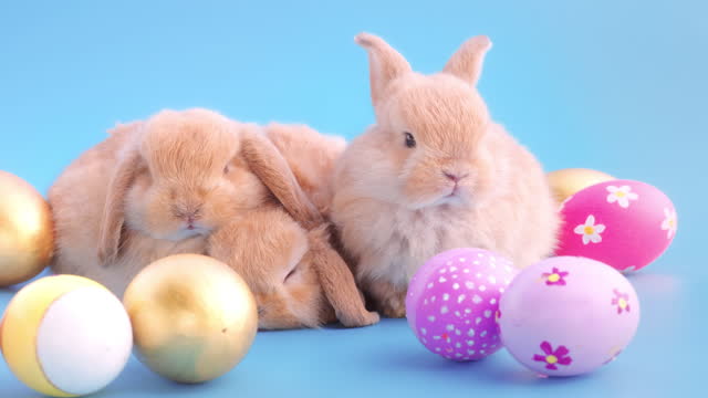 Little rabbit with easter eggs on blue background screen