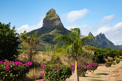 Matterhorn-shaped Rempart mountain surrounded by flowering bushes, Tamarin, Mauritius
