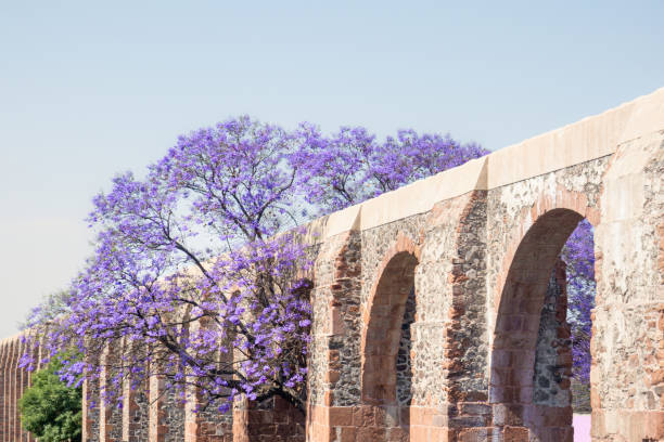 istock Queretaro Mexico aqueduct with jacaranda tree and purple flowers 1474298538