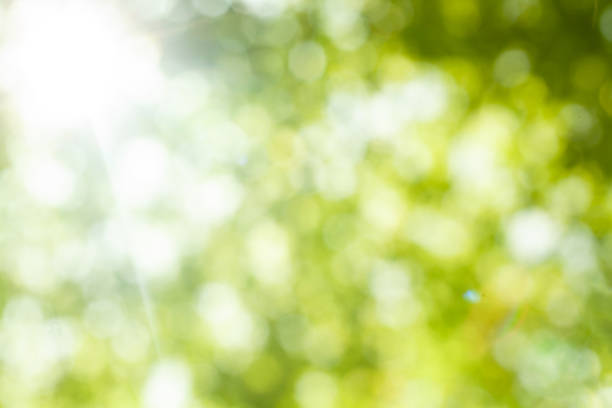 istock Abstract bokeh light, blurred green leaves background 1474300125