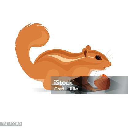 istock Realistic Vector Illustration of Chipmunk isolated on White Background .Chipmunk eats peanut 1474300150