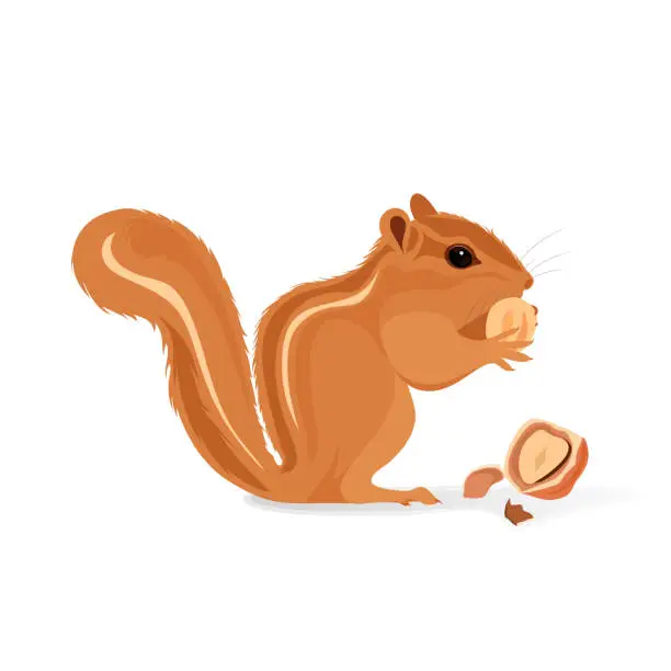 Vector illustration of Realistic Vector Illustration of Chipmunk isolated on White Background .Chipmunk eats peanut