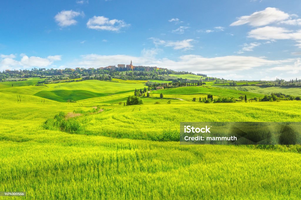 Green hills in Tuscany, landscape photo The photograph showcases the serene beauty of Tuscany, with an expanse of green wheat fields occupying the foreground, while the small town of Pienza rests atop a hill in the distance. The image was taken during the day, and the clear blue sky provides a stunning backdrop to the picturesque landscape. This captures the region's charming and authentic countryside, with its undulating hills and idyllic towns that have retained their appeal over time. Agricultural Field Stock Photo