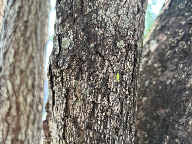 istock pattern of big trees in the forest 1474302010