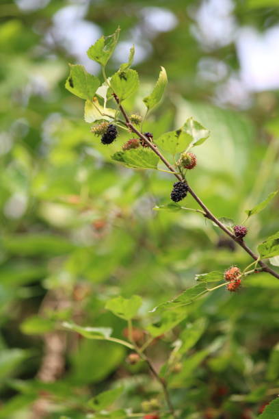 istock Berries of a bush 1474302075