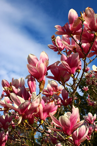 Close up of one delicate white pink magnolia flower in full bloom on a branch in a garden in a sunny spring day, beautiful outdoor floral background