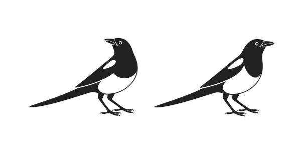 ilustrações, clipart, desenhos animados e ícones de logotipo magpie. magpie isolado no fundo branco - pega rabuda